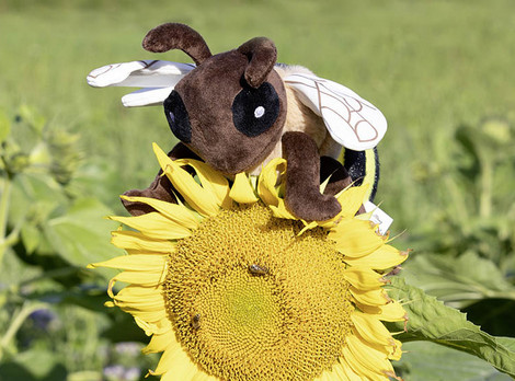 Die Abbildung zeigt eine große Kuscheltier-Biene auf einer blühenden Blüte einer Sonnenblume. Zudem sind auf der Blüte echte Honigbienen beim Nektarsammeln zu erkennen. Die Fotoaufnahme stammt von Marie Theres Graf. 